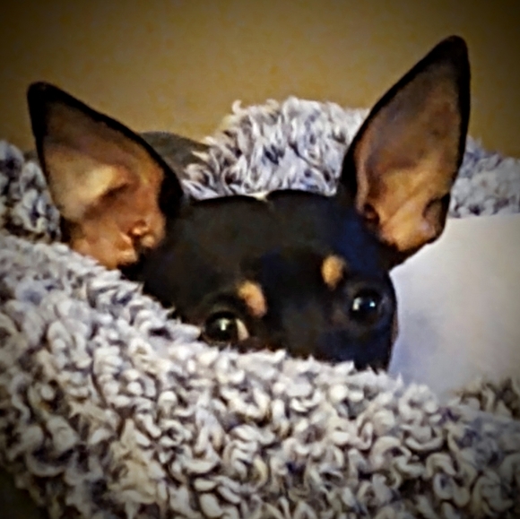 @blingbuzz❣️ POSH AMBASSADOR ❣️ - Picture 5 of 6